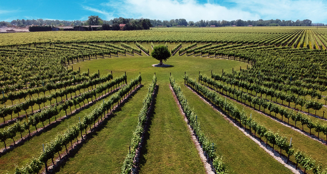 Vigne I Magredi
